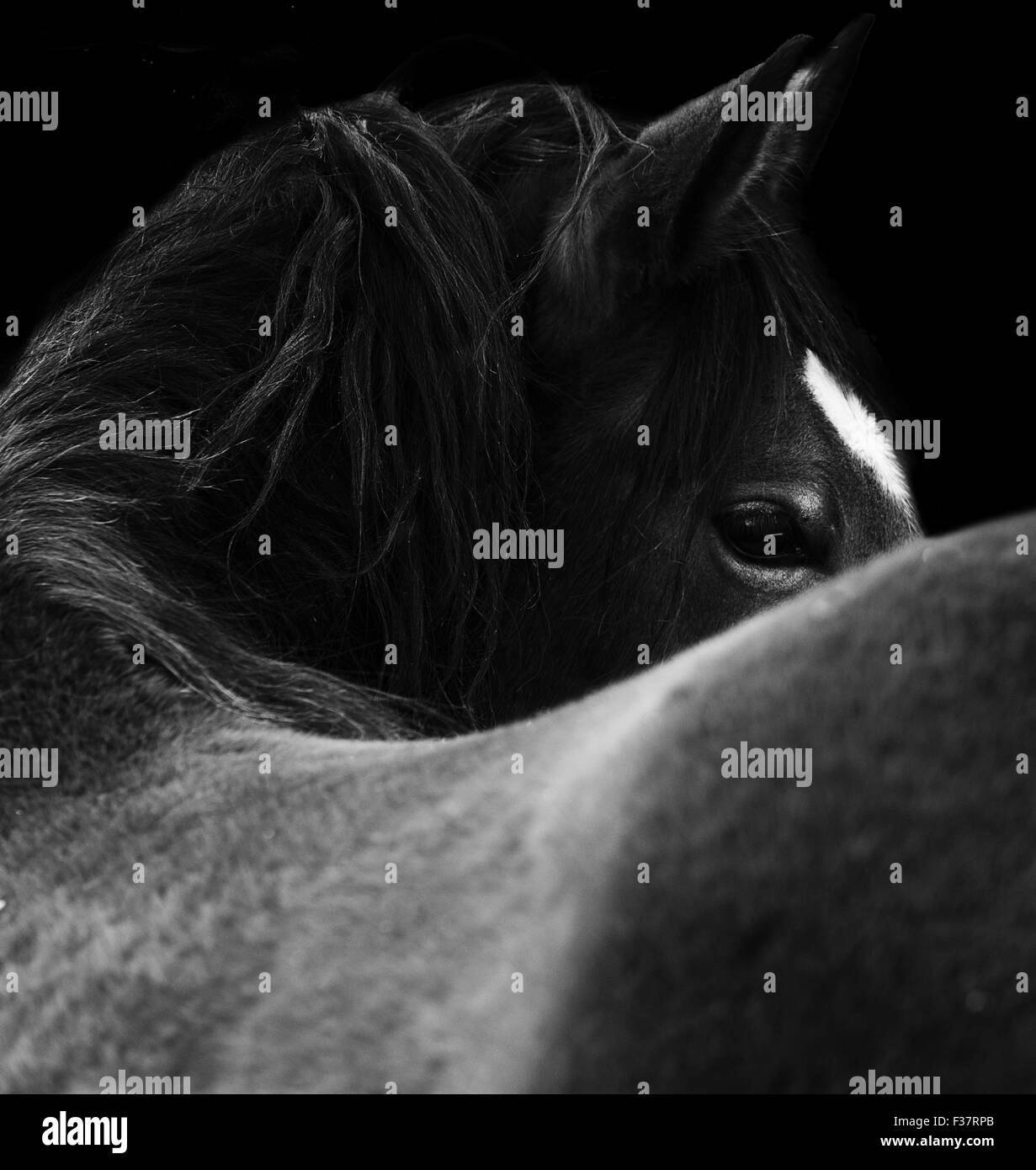 Close Up of a horse eye. Sur fond noir. Noir et blanc couleur Banque D'Images