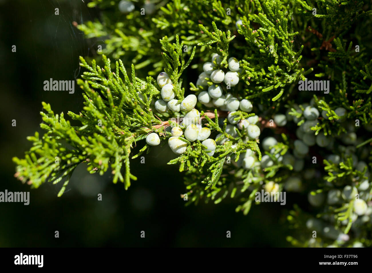 Le thuya de l'Est (Juniperus virginiana), aka Virginie genévrier - Virginia USA Banque D'Images