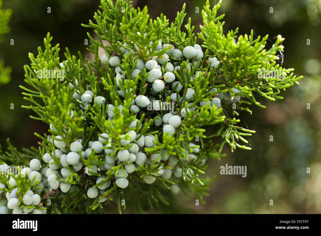 Le thuya de l'Est (Juniperus virginiana), aka Virginie genévrier - Virginia USA Banque D'Images