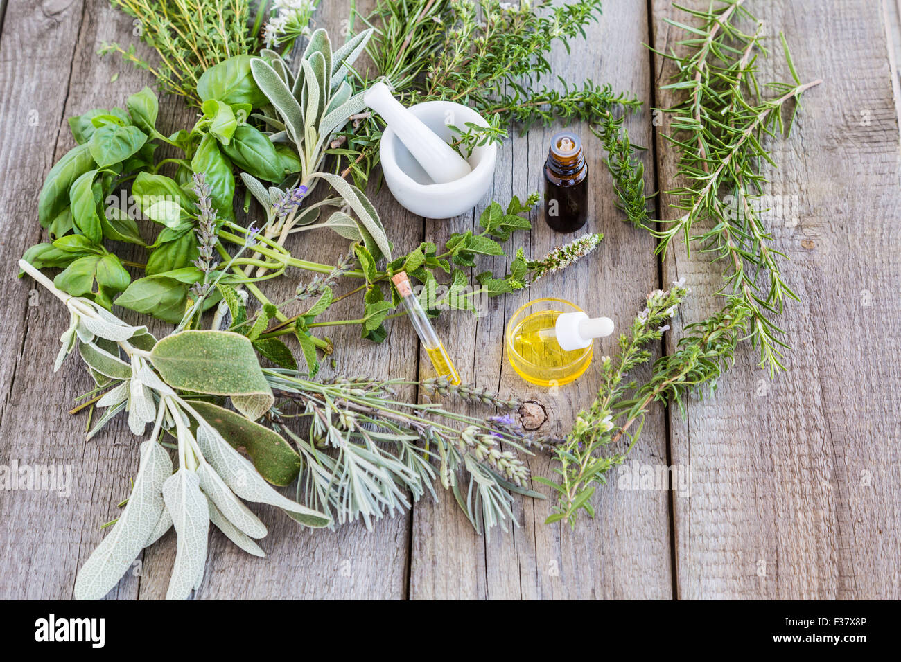 Assortiment de plantes utilisées pour les huiles essentielles . Banque D'Images