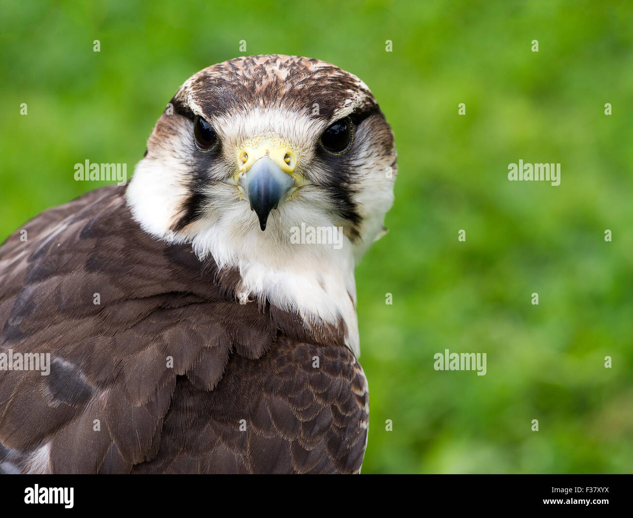 Lanner falcon. Libre. Falco biarmicus. Banque D'Images