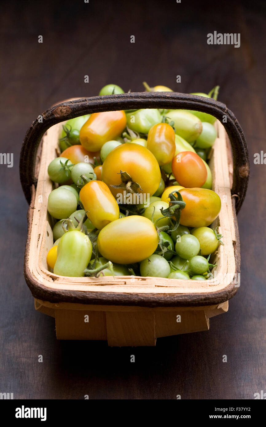 Lycopersicon esculentum. Les tomates vertes non mûres à la fin de l'été dans un trug. Banque D'Images