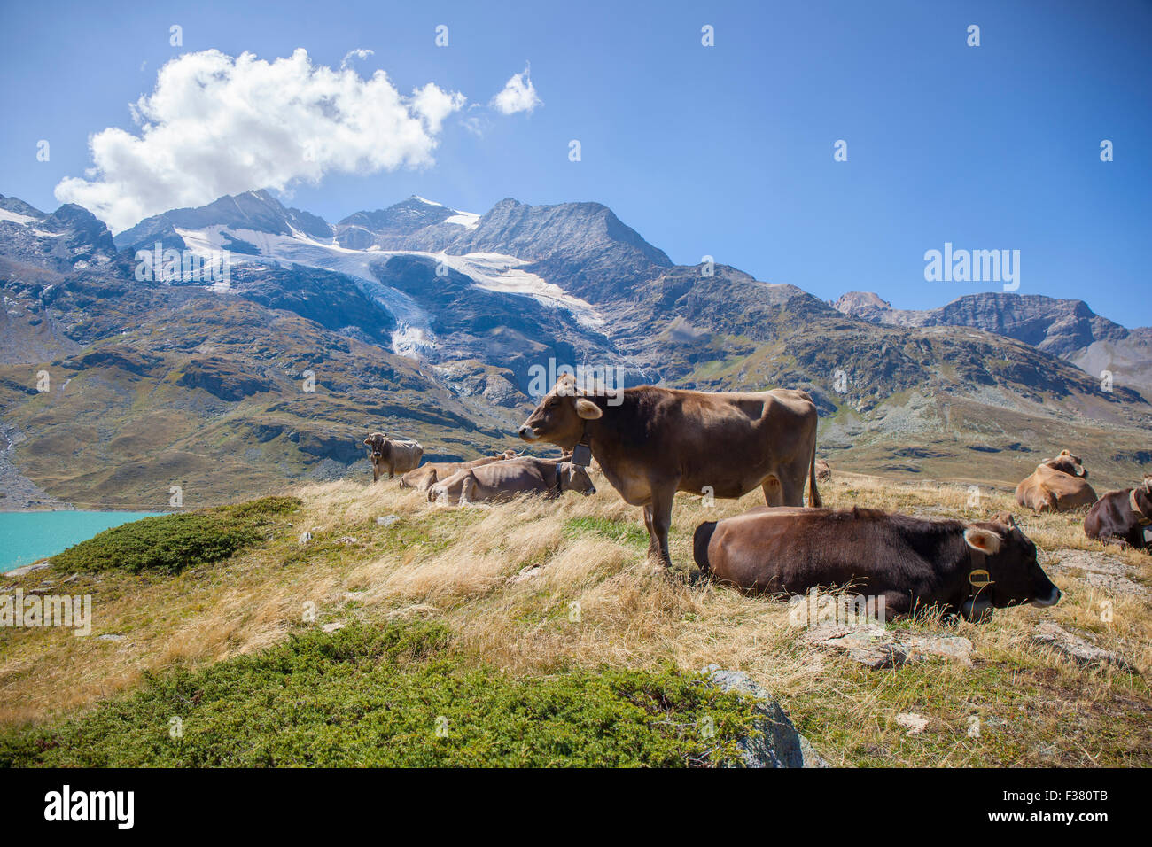 Paysage de haute montagne avec plusieurs vaches au repos. Sur l'arrière-plan est montagne et la fonte glassier visible. Down est un lak Banque D'Images