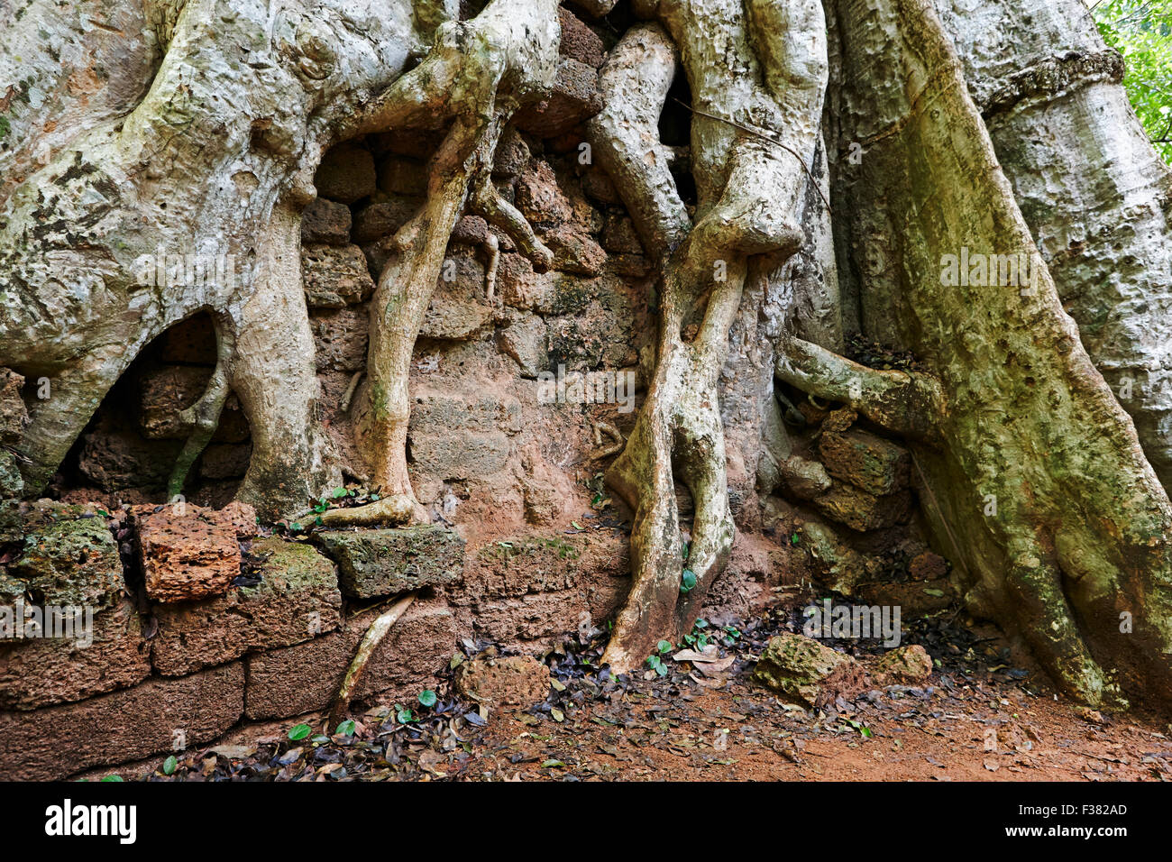 Les racines des arbres et des pierres. Complexe du temple Angkor Thom, Parc archéologique d'Angkor, la Province de Siem Reap, au Cambodge. Banque D'Images