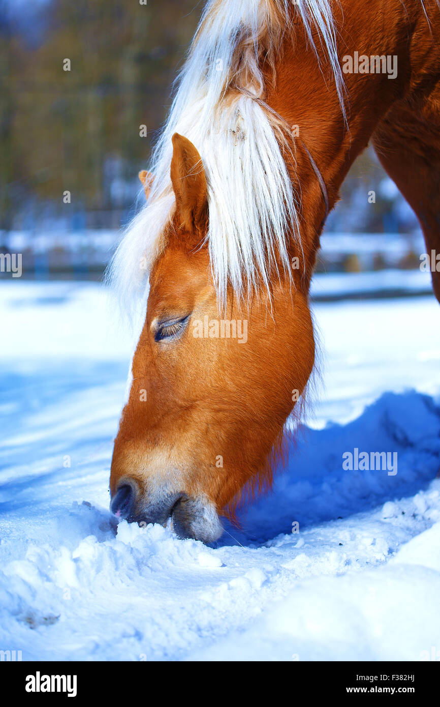 Haflinger cheval brun dans les pâturages enneigés cheval qui mange de la neige. Banque D'Images