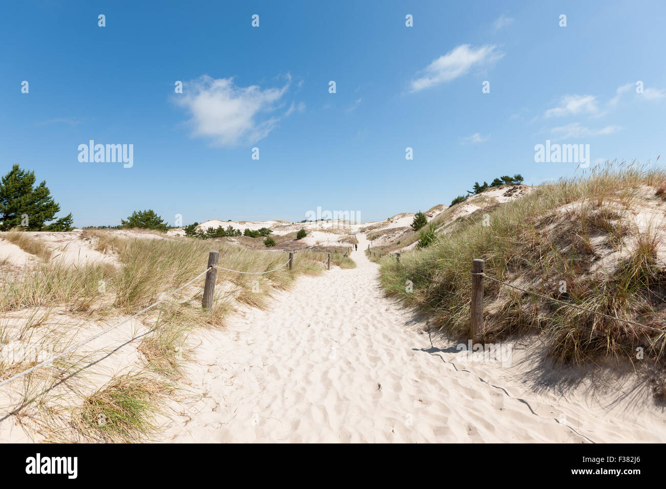 Déplacement des dunes dans le Parc National Slowinski, Pologne Banque D'Images