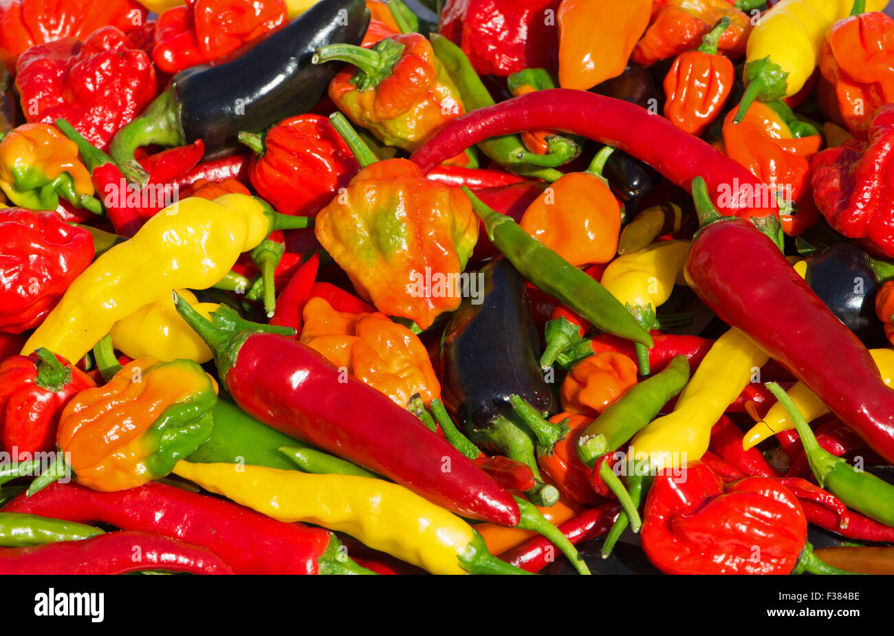 Une variété de piments frais (aci sivri, bird's eye, cayenne, lemon drop, naga, jalapeno pourpre) Scotch Bonnet, cultivés dans le Royaume-Uni. Banque D'Images