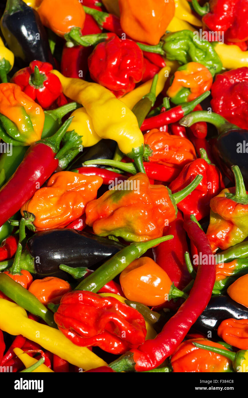 Une variété de piments frais (aci sivri, bird's eye, cayenne, lemon drop, naga, jalapeno pourpre) Scotch Bonnet, cultivés dans le Royaume-Uni. Banque D'Images