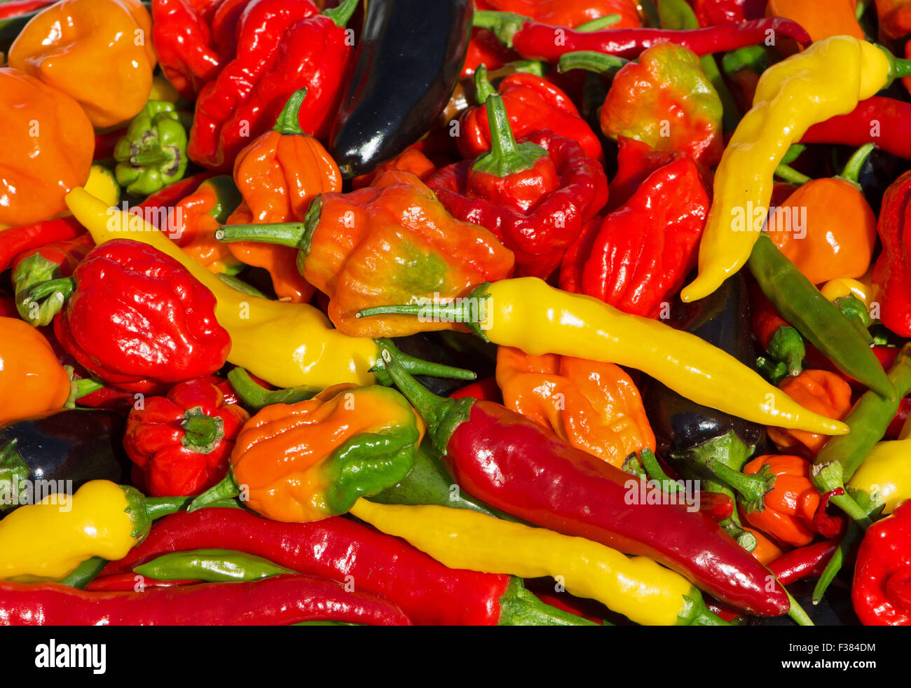 Une variété de piments frais (aci sivri, bird's eye, cayenne, lemon drop, naga, jalapeno pourpre) Scotch Bonnet, cultivés dans le Royaume-Uni. Banque D'Images
