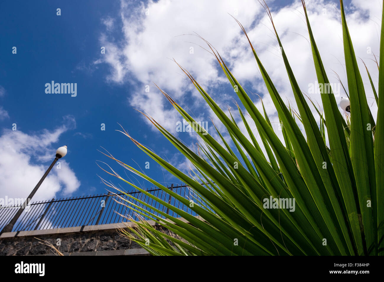 Motifs abstraits d'une feuille d'un palmier contre un mur de pierre, rambarde et ciel nuageux dans le parque maritimo Cesar Manrique, Santa Cruz, Banque D'Images