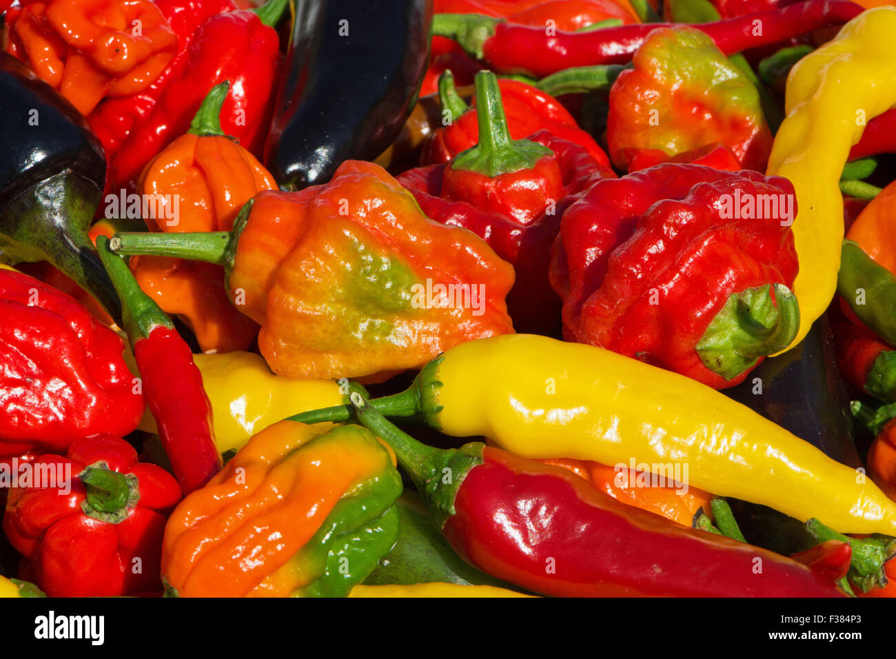 Une variété de piments frais (aci sivri, bird's eye, cayenne, lemon drop, naga, jalapeno pourpre) Scotch Bonnet, cultivés dans le Royaume-Uni. Banque D'Images