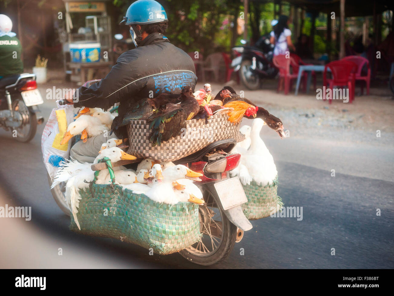 Homme vietnamien sur la moto Banque D'Images