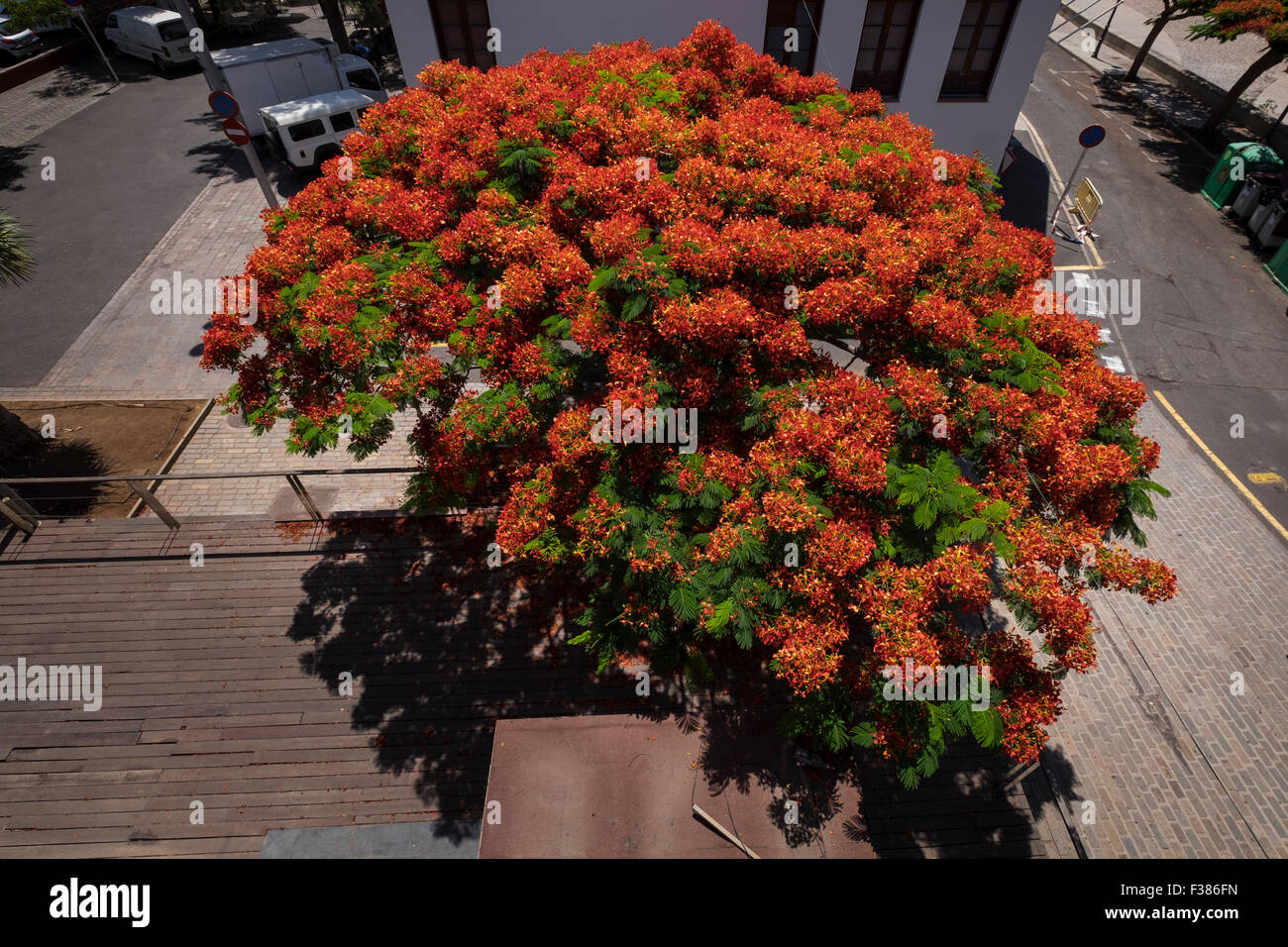 Vue supérieure de l'arbre flamboyant des fleurs rouges dans La Noria, Santa Cruz, Tenerife, Canaries, Espagne. Banque D'Images