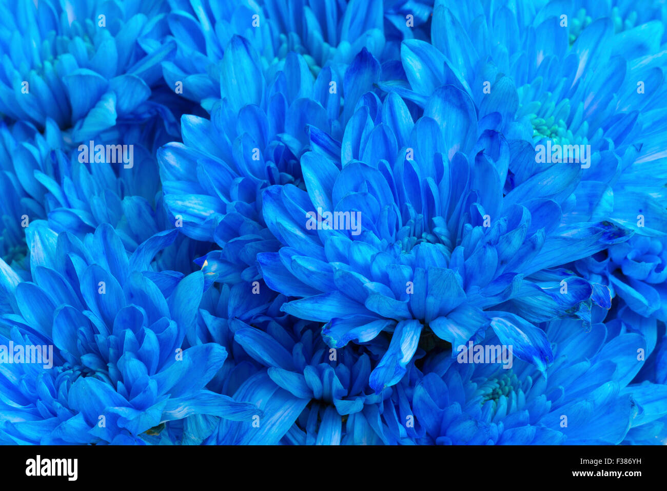 Fleur de chrysanthème bleu Banque D'Images