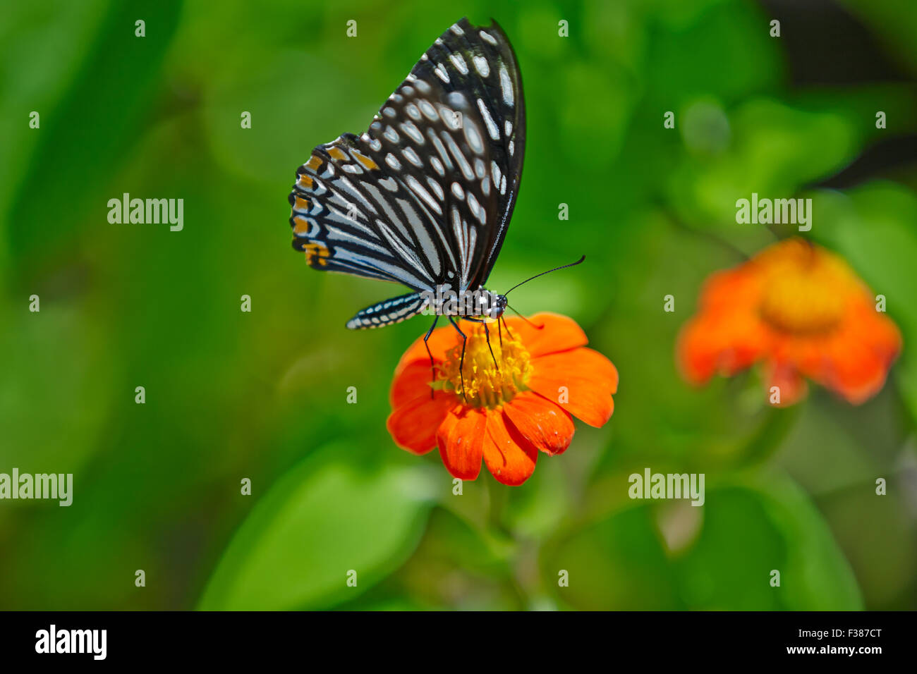 Le papillon MIME commun (Papilio clytia), forme dissimilis, repose sur une fleur. Banteay Srei Butterfly Centre, province de Siem Reap, Cambodge. Banque D'Images