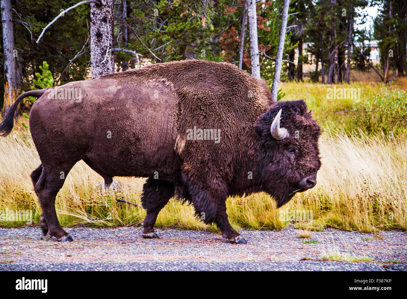 Buffalo sont une chose commune dans le parc de Yellowstone. Banque D'Images