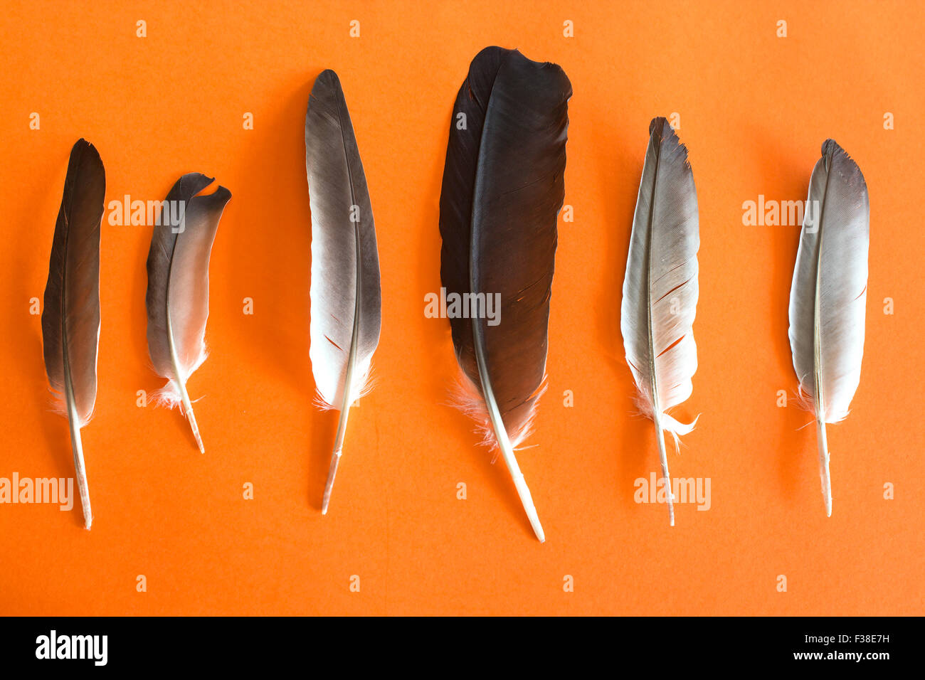 Plumes de Pigeon sur un fond orange. Banque D'Images