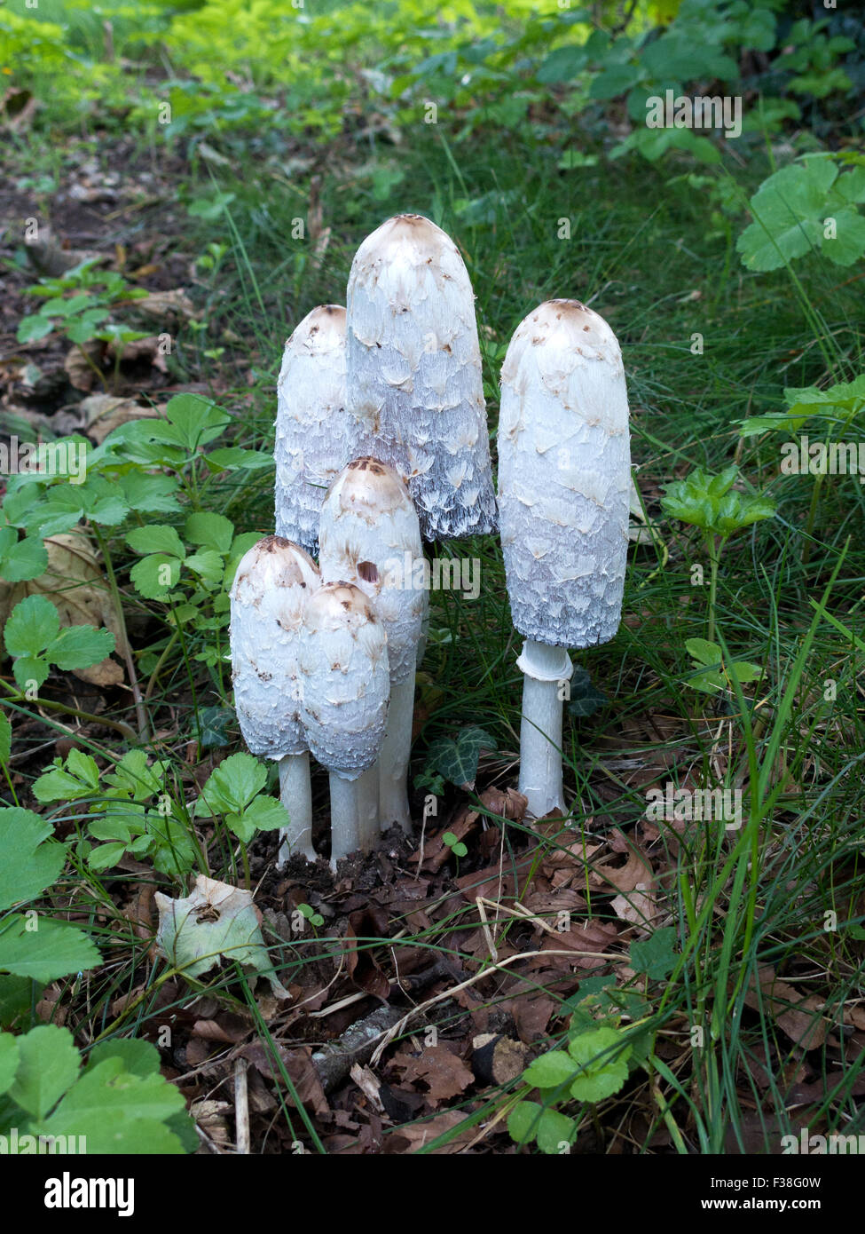 Champignons perruque avocats Banque D'Images