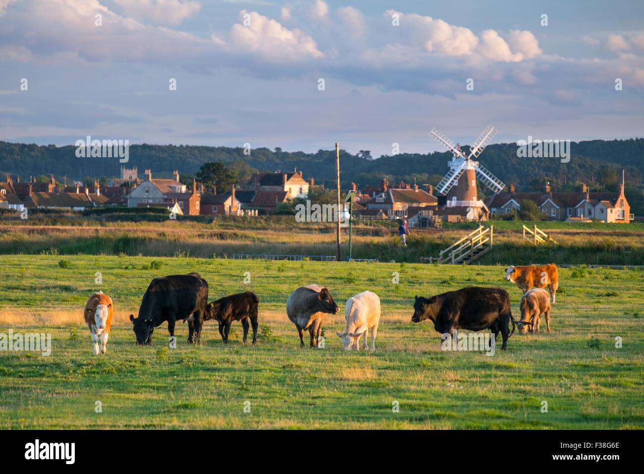 Le pâturage des bovins sur les côtes de l'floodmarsh, Claj suivant la mer, Norfolk, Angleterre, Aug Banque D'Images