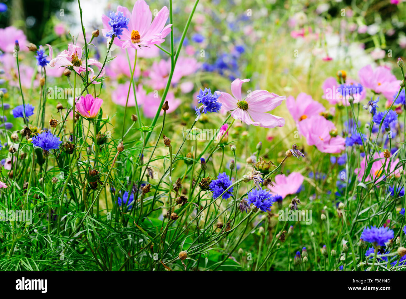 Wild Flower meadow Banque D'Images