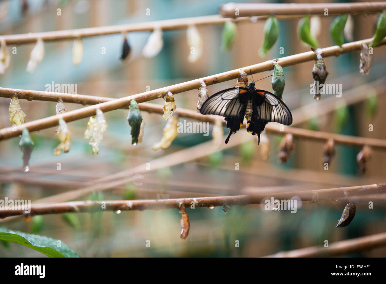 Un grand Mormon butterfly assis sur une rangée de cocons Banque D'Images