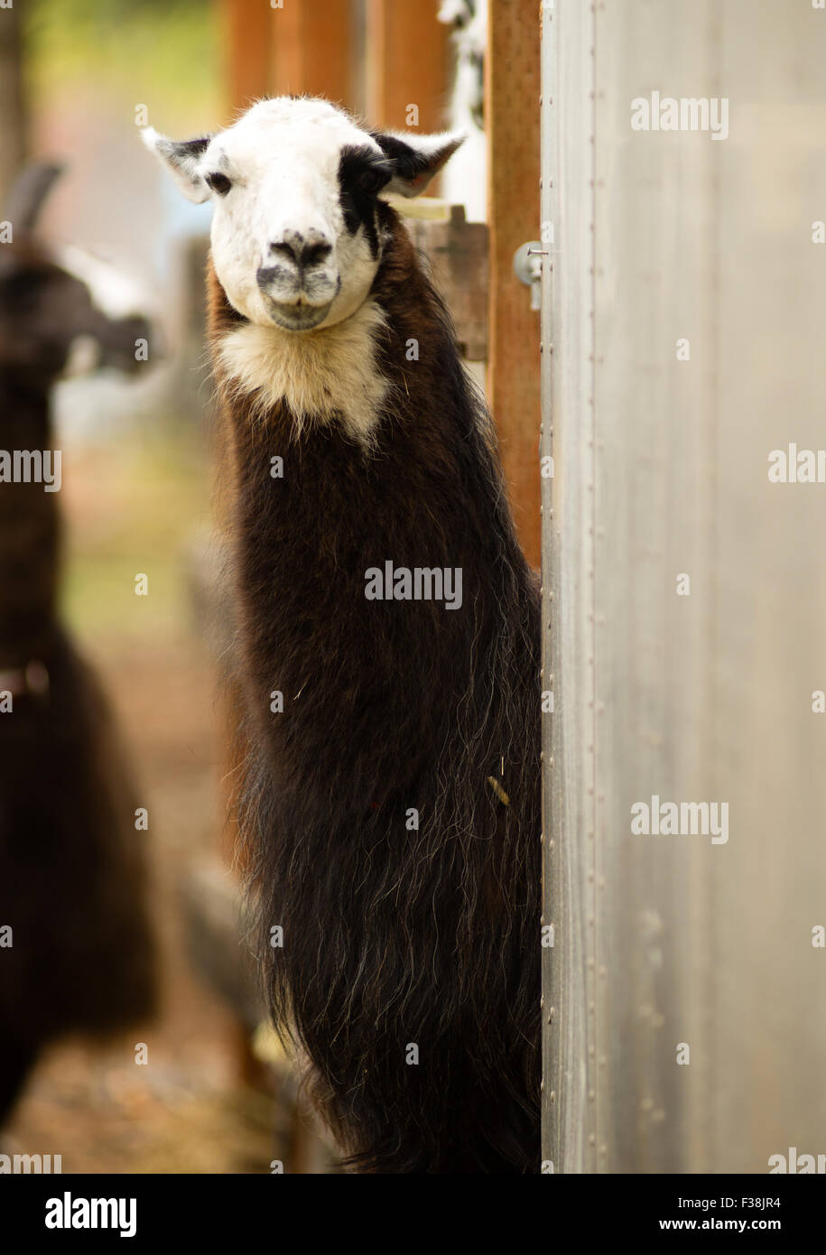 Un unique à Llama s'arrête pour regarder l'appareil en tenant l'alimentation matin Banque D'Images