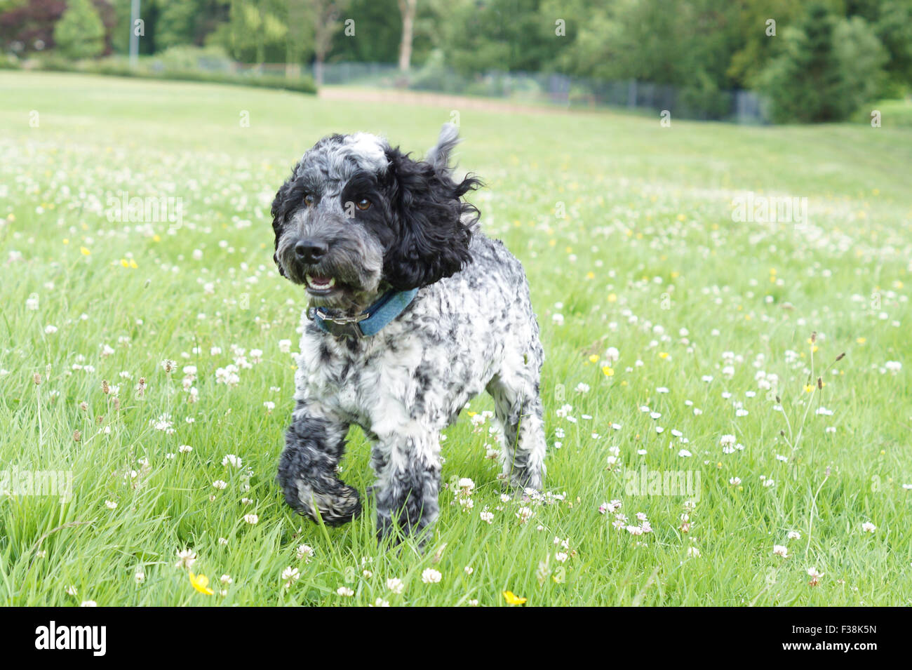 Cute Black & White Cockapoo dans Parc avec fond herbeux Banque D'Images