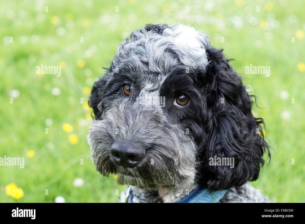 Cute Black & White Cockapoo dans Parc avec fond herbeux Banque D'Images