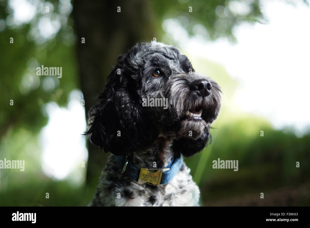 Cute Black & White Cockapoo dans Parc avec fond herbeux Banque D'Images