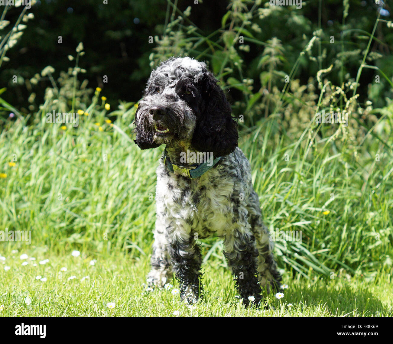 Cute Black & White Cockapoo dans Parc avec fond herbeux Banque D'Images