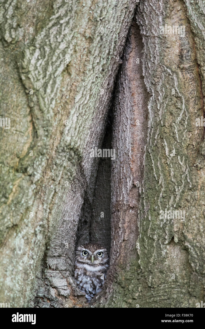 Chouette chevêche (Athene noctua) à la recherche du trou dans l'arbre, Royaume-Uni Banque D'Images