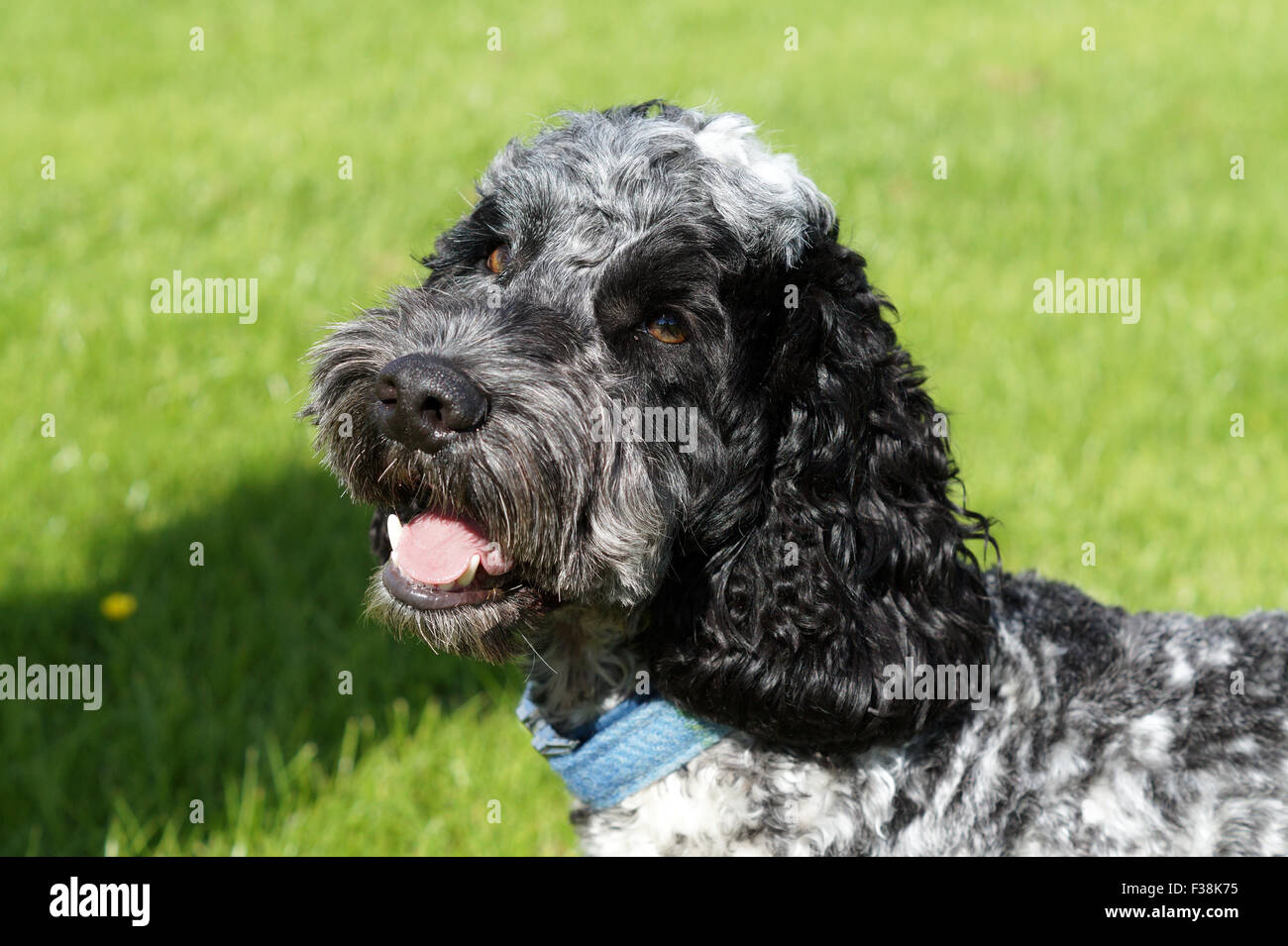 Cute Black & White Cockapoo dans Parc avec fond herbeux Banque D'Images