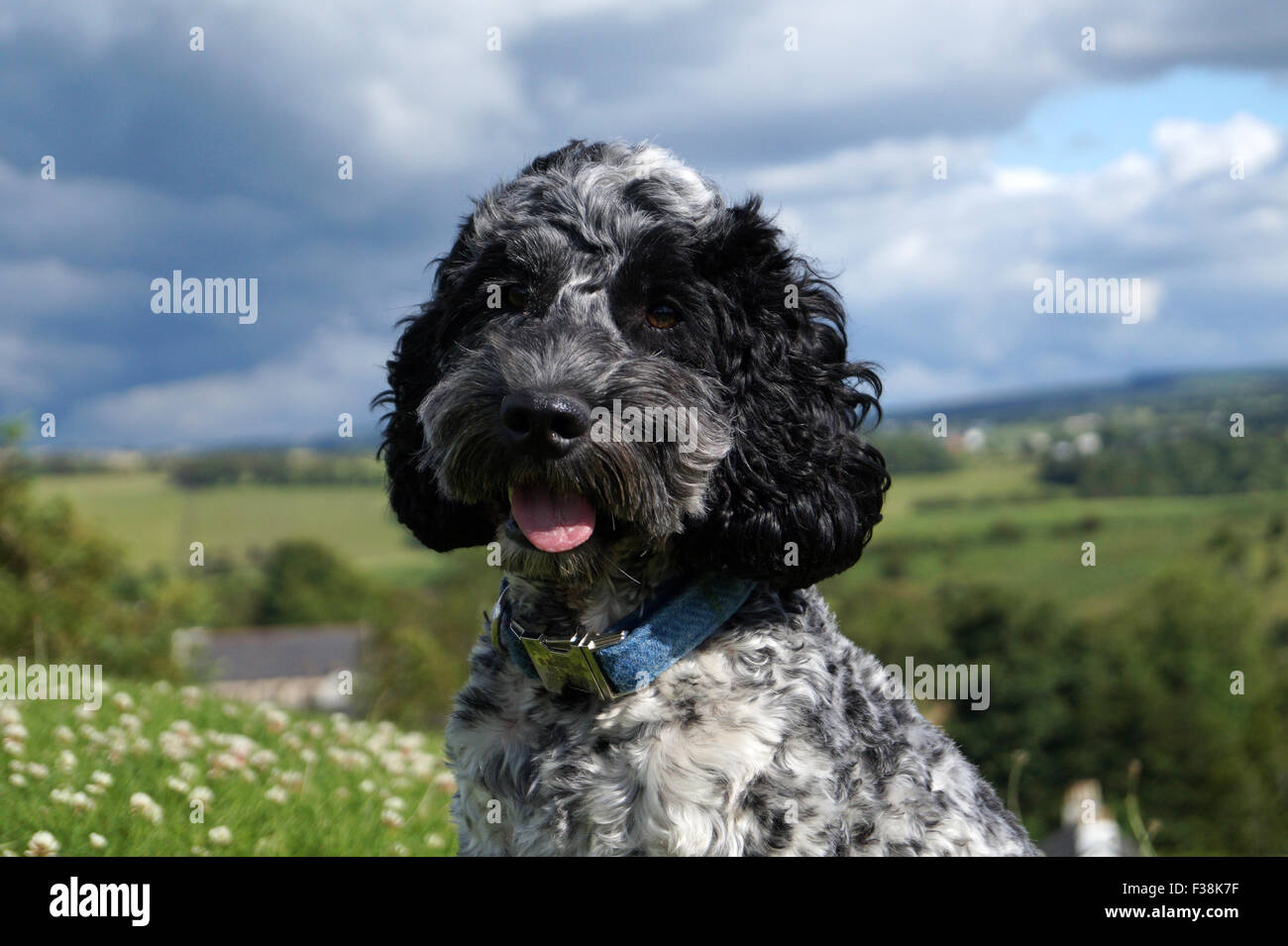 Cute Black & White Cockapoo dans Parc avec fond herbeux Banque D'Images