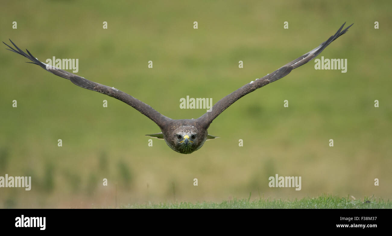 Buse variable (Buteo buteo) en vol, Royaume-Uni Banque D'Images
