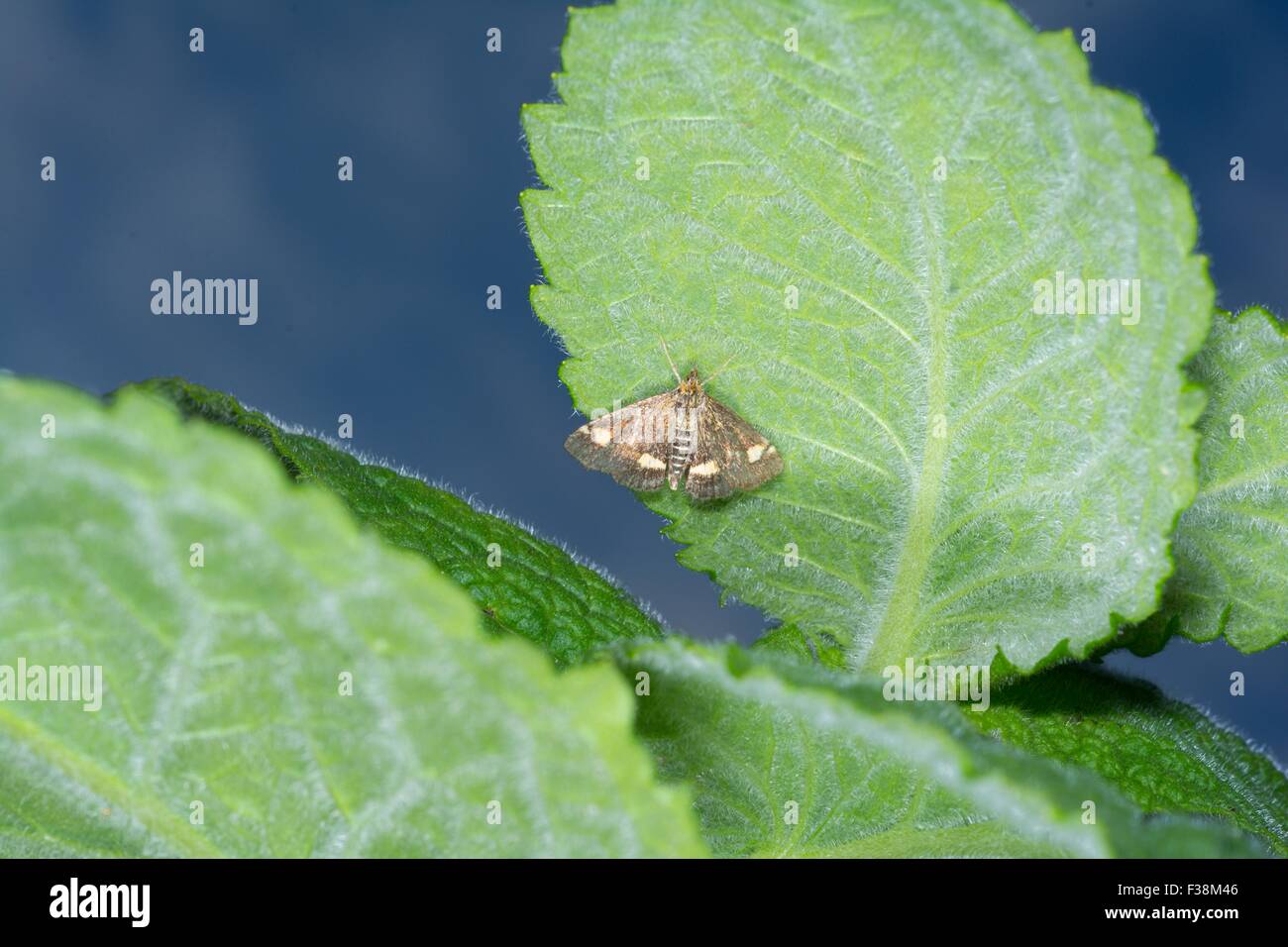 La monnaie d'amphibien - Pyrausta aurata. En ponte sur Apple Mint Banque D'Images