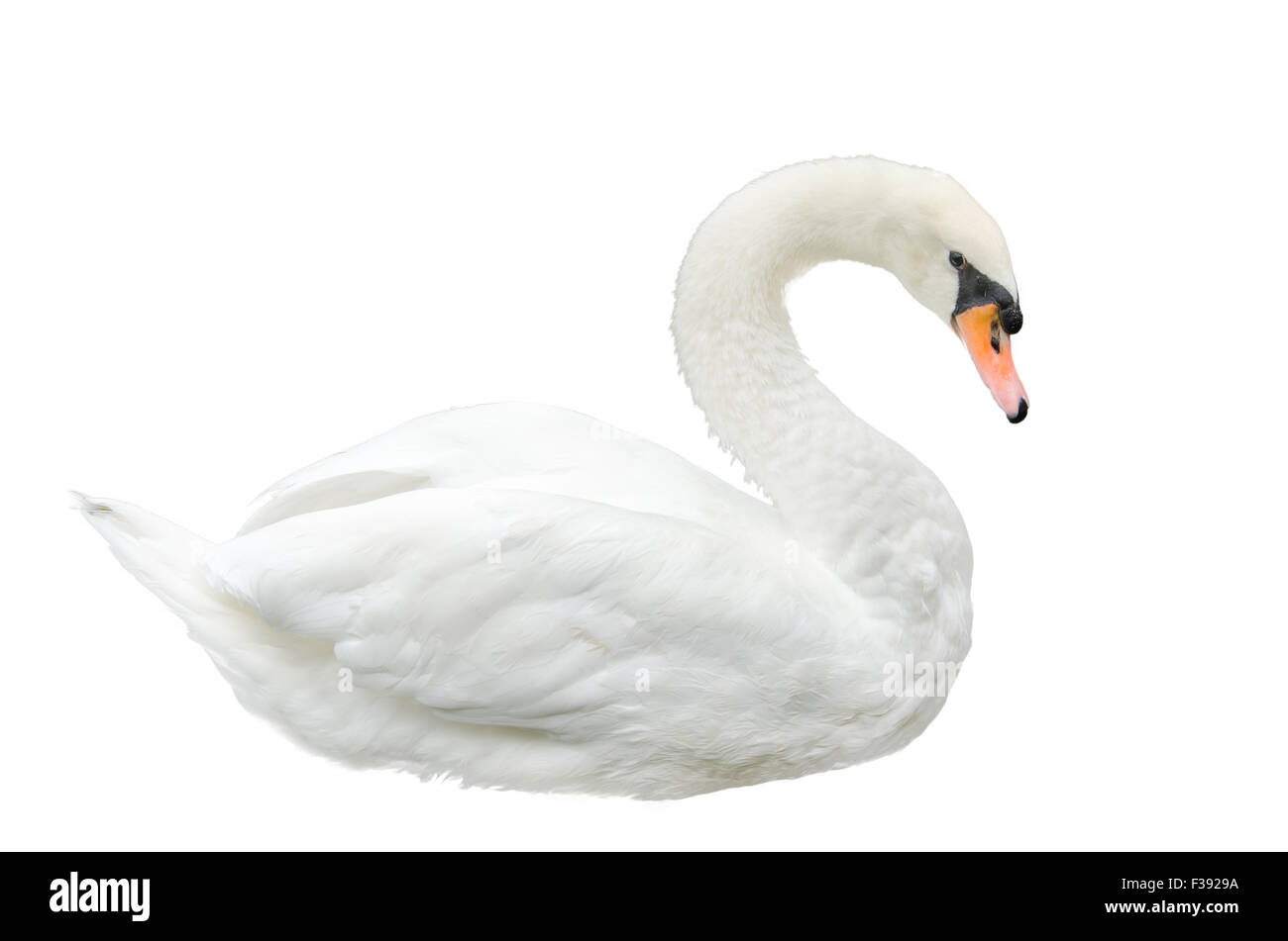 White Swan, isolé sur fond blanc Banque D'Images