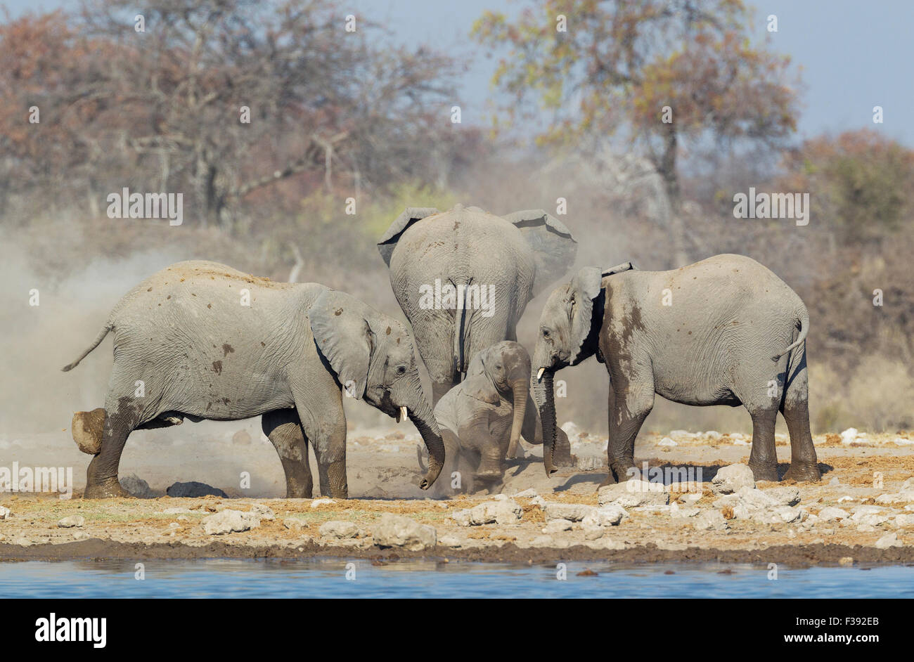 Bush africain elephant (Loxodonta africana), vache et trois veaux âgés de profiter d'un bain de poussière après le point d'eau Banque D'Images