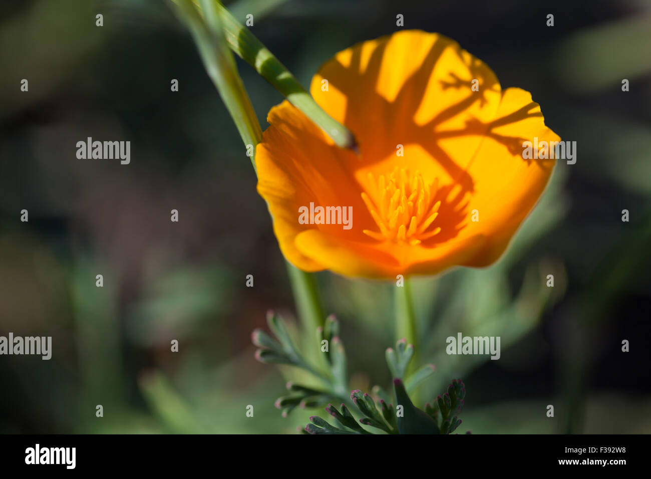 Fleurs jaunes poussant dans le jardin Banque D'Images