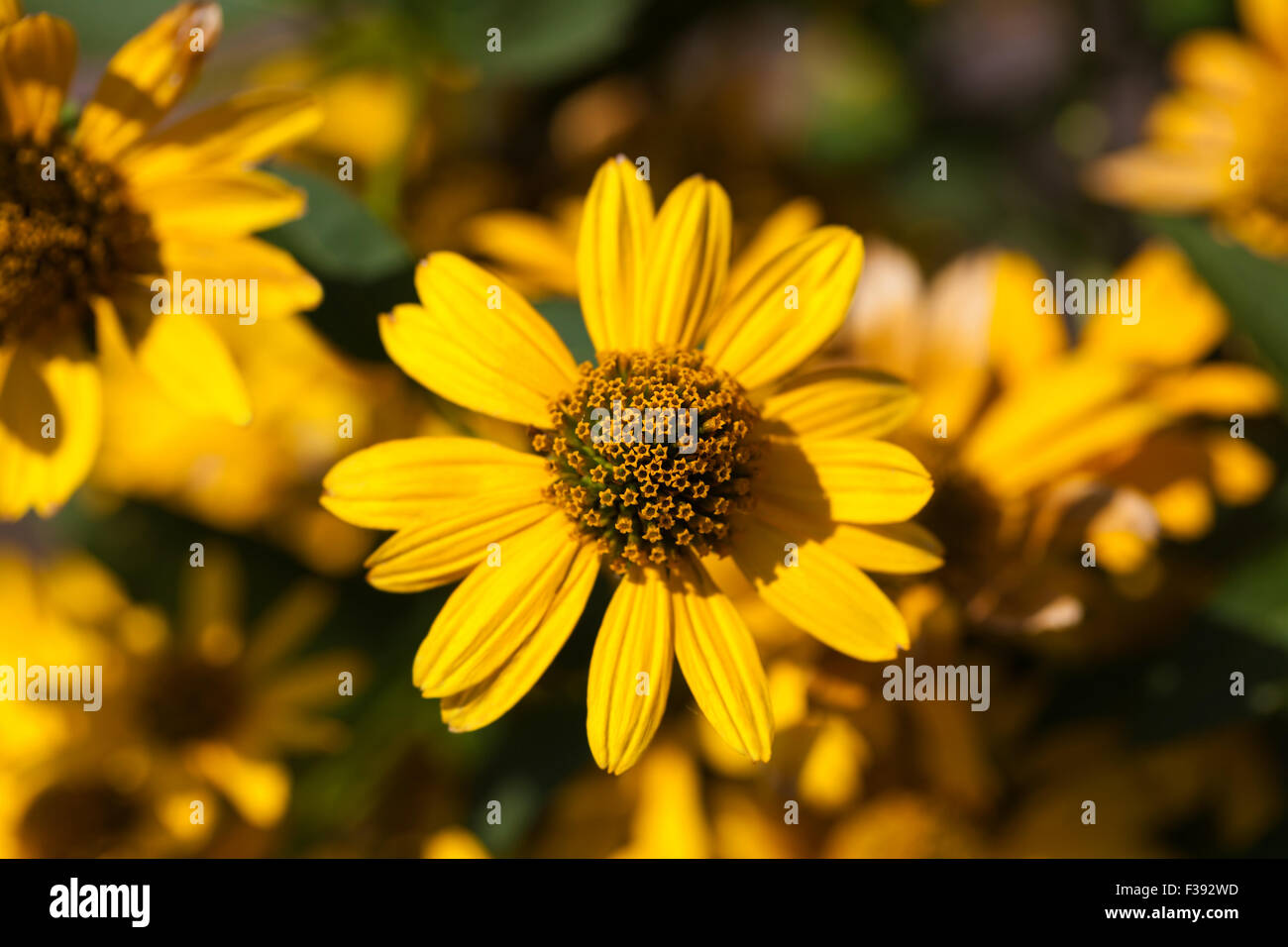 Fleurs jaunes poussant dans le jardin Banque D'Images