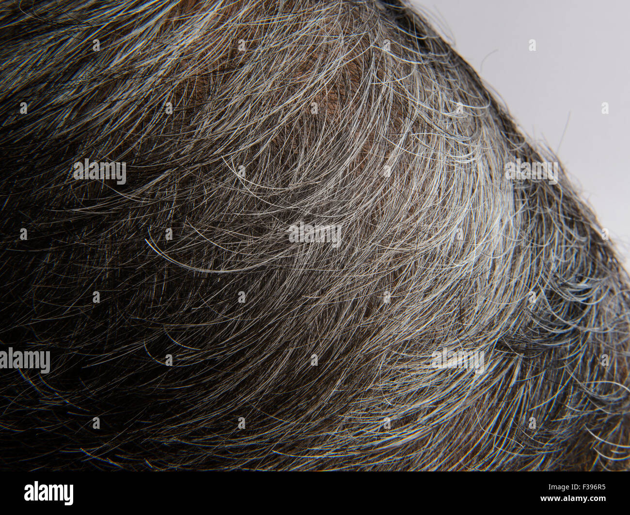 Les cheveux blancs de la tête Banque D'Images