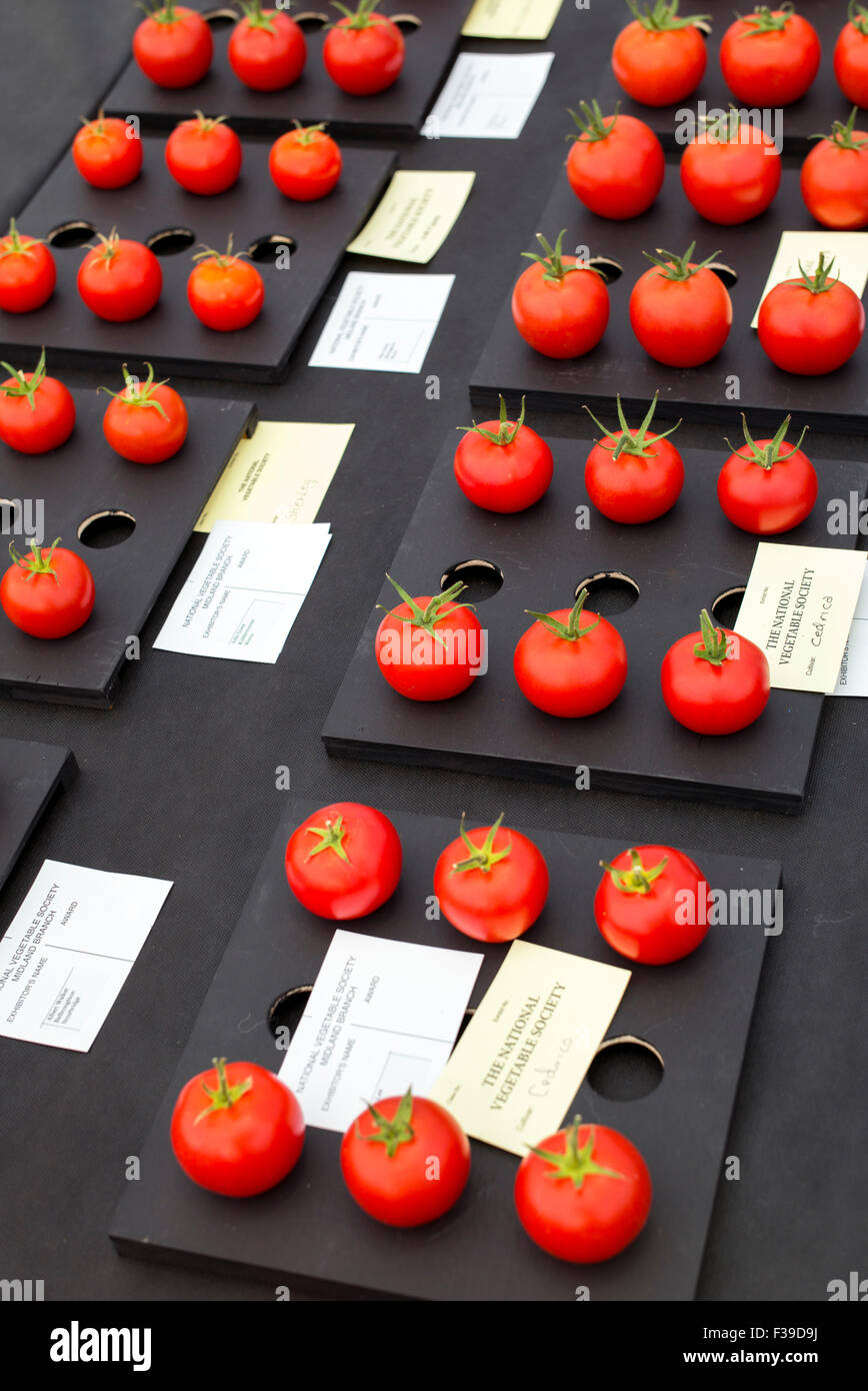 Montrez les tomates en démonstration lors d'un spectacle. ROYAUME-UNI Banque D'Images