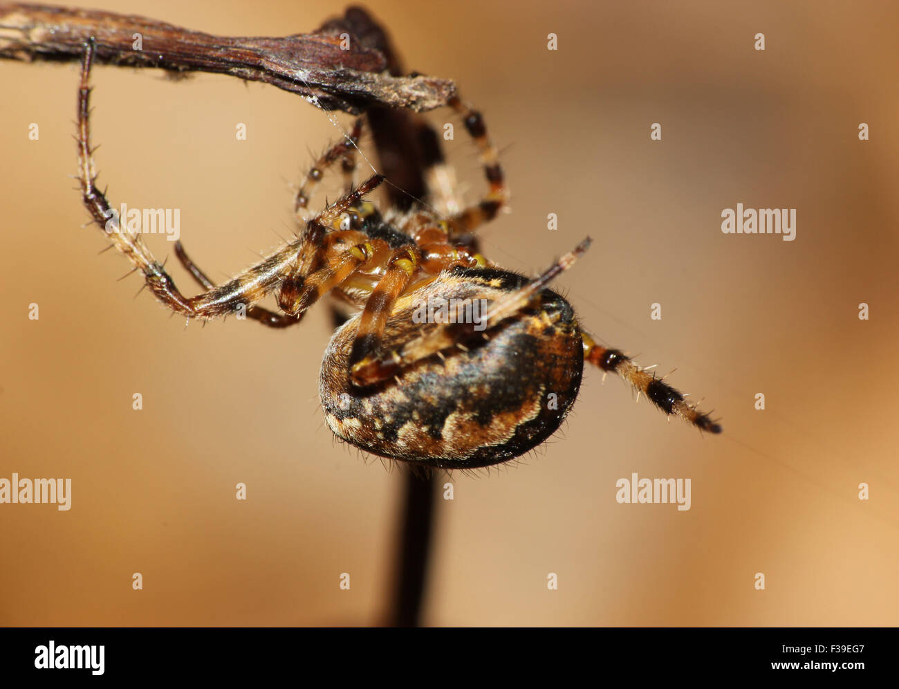 Jardin commun (araignée Araneus diadematus)marcher le long de l'automne web sunshine Banque D'Images