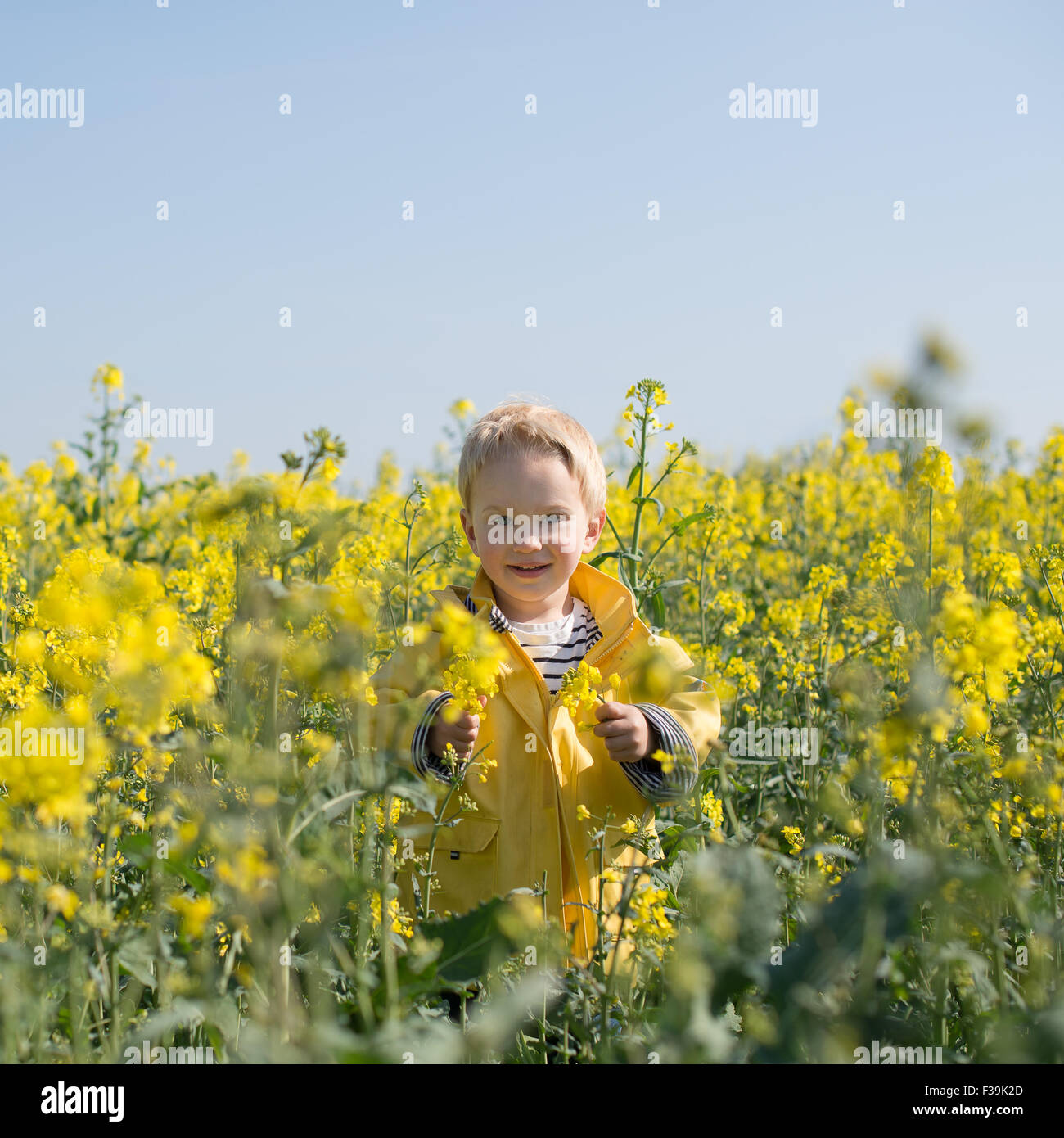 Portrait d'un garçon debout dans le champ de fleurs jaunes Banque D'Images