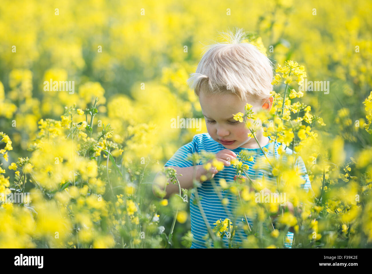 Portrait d'un garçon debout dans le champ de fleurs jaunes Banque D'Images