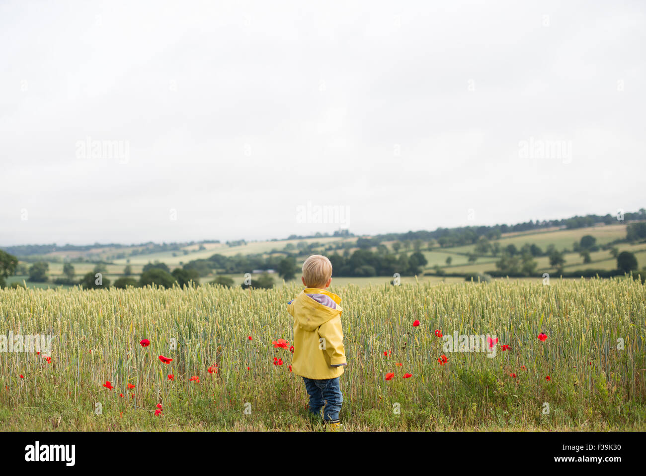 Vue arrière d'un garçon debout dans un champ de blé avec des coquelicots Banque D'Images