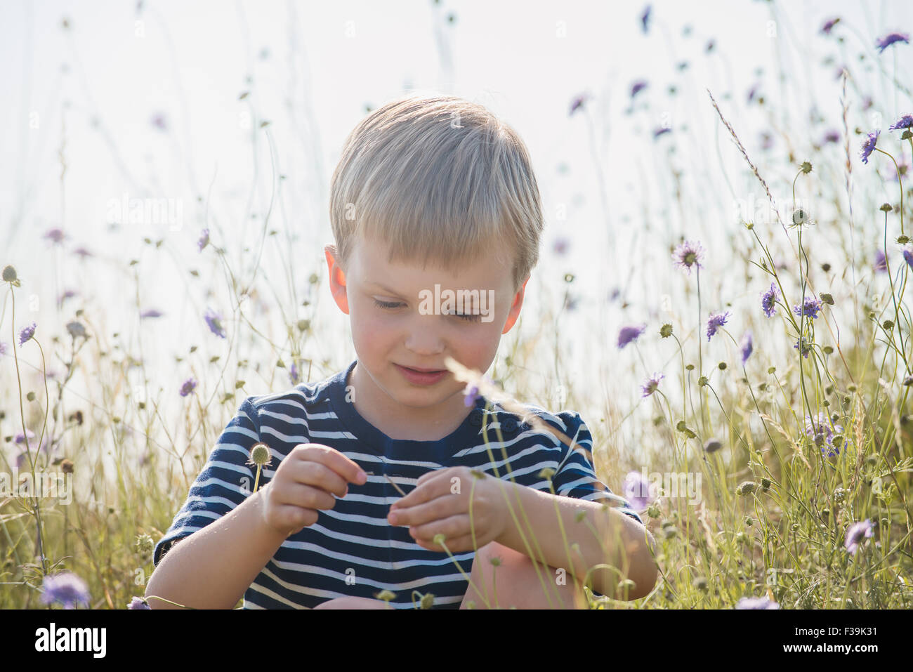 Portrait d'un garçon assis dans un champ de fleurs sauvages, de jouer avec Banque D'Images