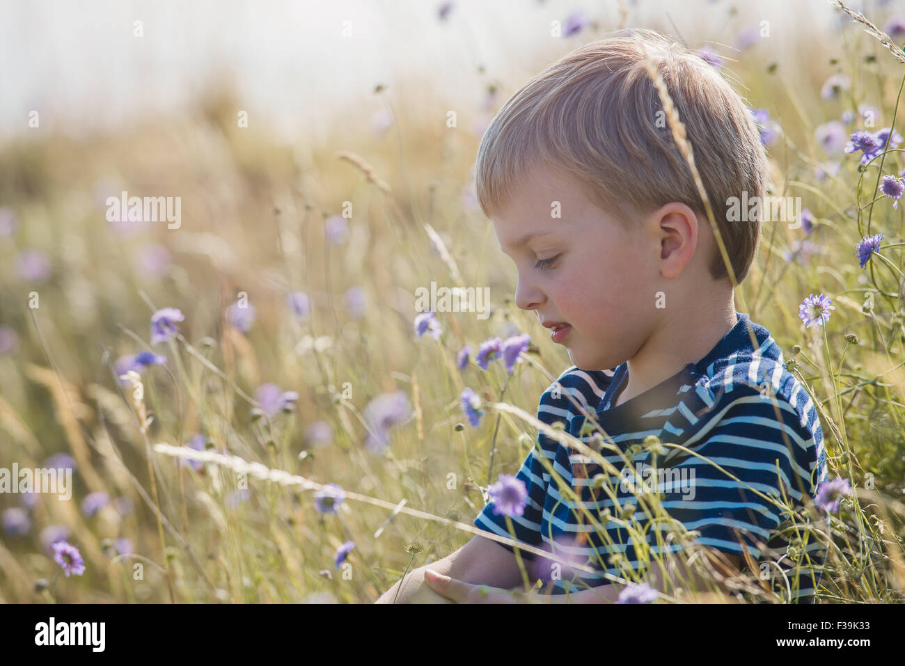 Vue latérale d'un garçon assis dans un champ de fleurs sauvages, Banque D'Images
