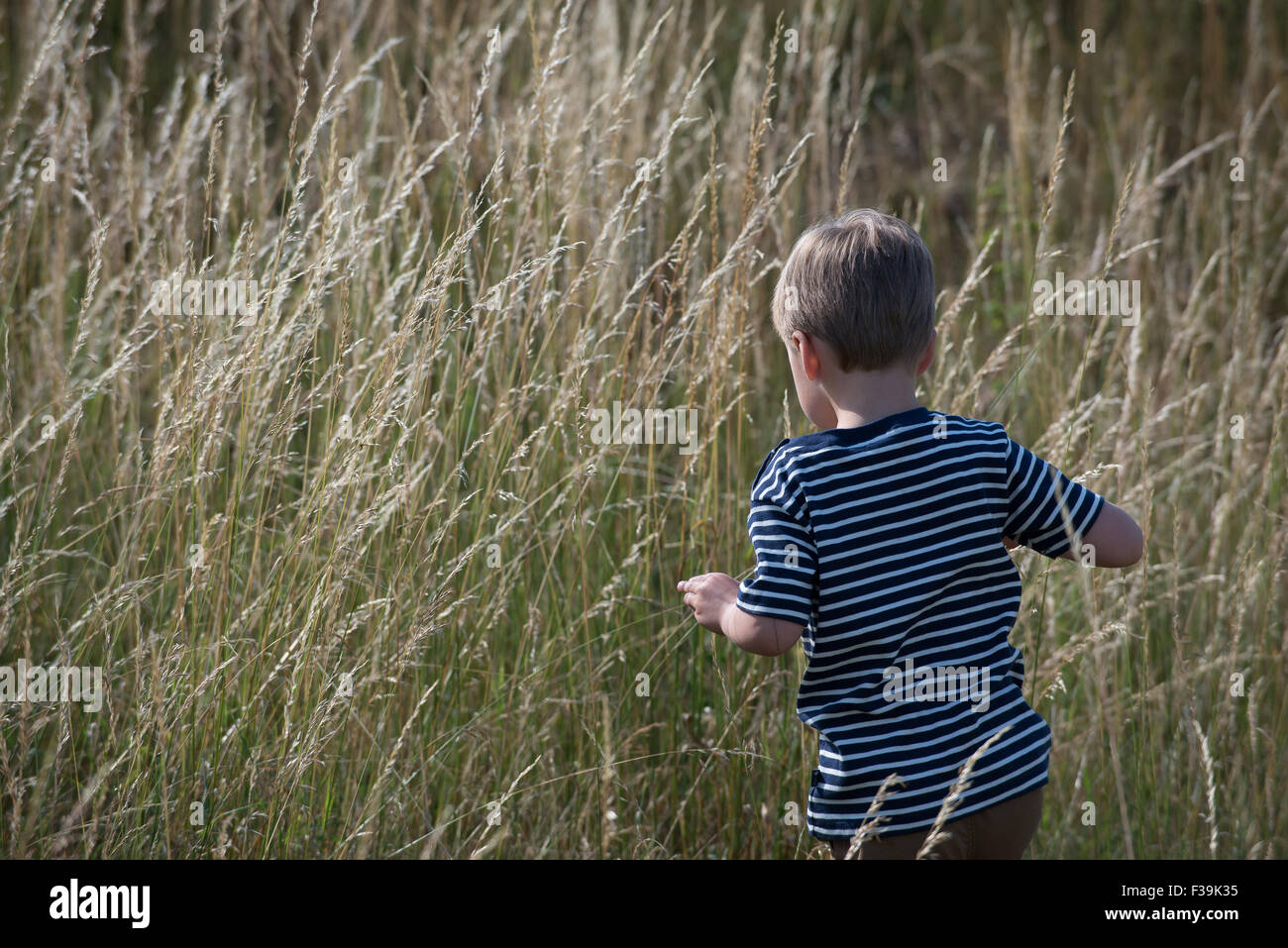 Vue arrière d'un garçon marchant à travers les herbes hautes Banque D'Images