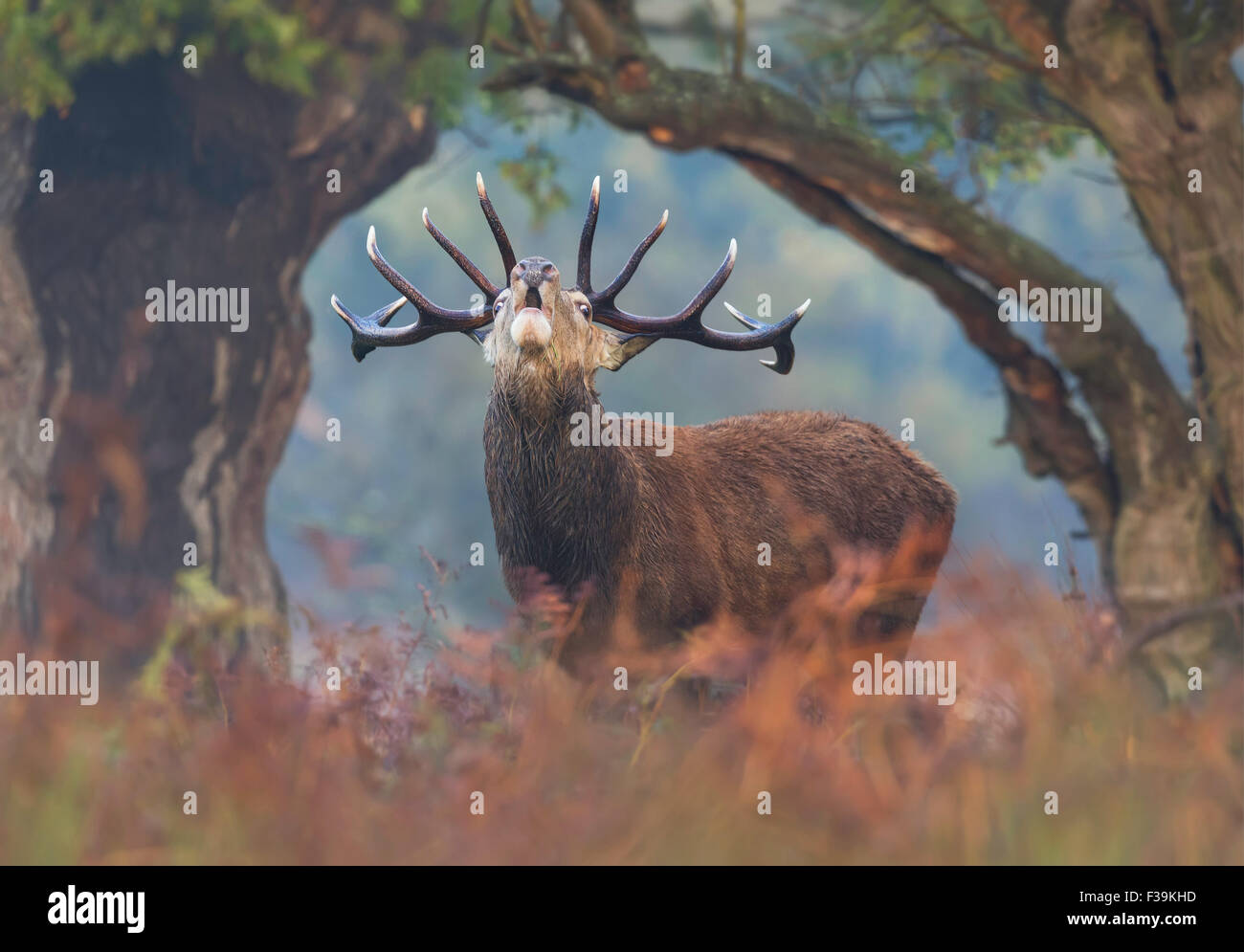 Red Deer stag beuglant à l'aube, London UK Banque D'Images