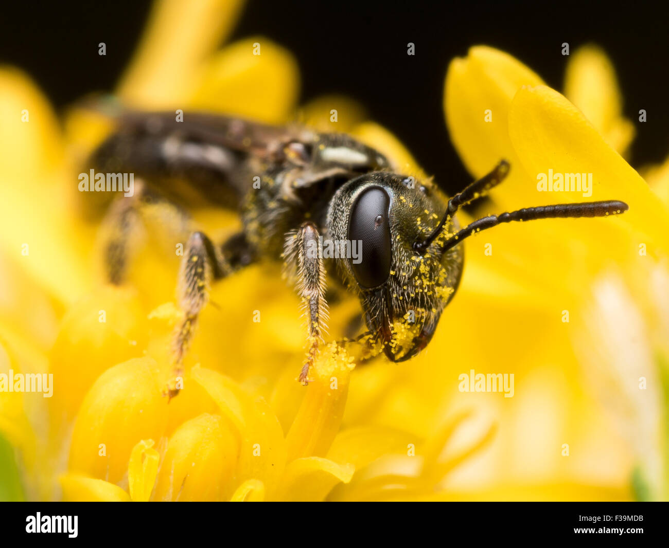 Sweat foncé bee (Lasioglossum) extrait le pollen d'une fleur jaune Banque D'Images